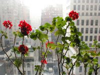 Anpassa blommorna efter fönstrets storlek