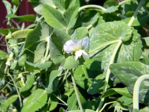 peas-853668_640
