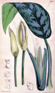320px-Aglaonema_commutatum_var_maculatum_CBM