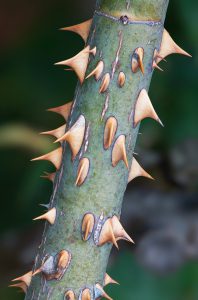 Rose_Prickles