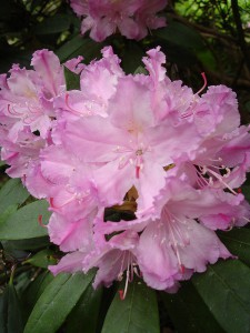800px-Rhododendron_smirnowii1UME